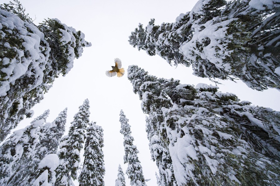 A small bird flies above the photographer, among snow-covered pine trees.