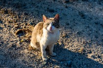 Photo of a cat in Cyprus