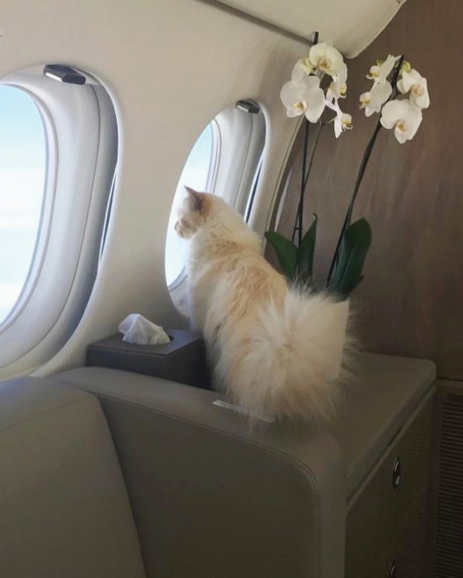 photo of fluffy long-haired cat standing on table with white orchids during flight and looking out airplane window
