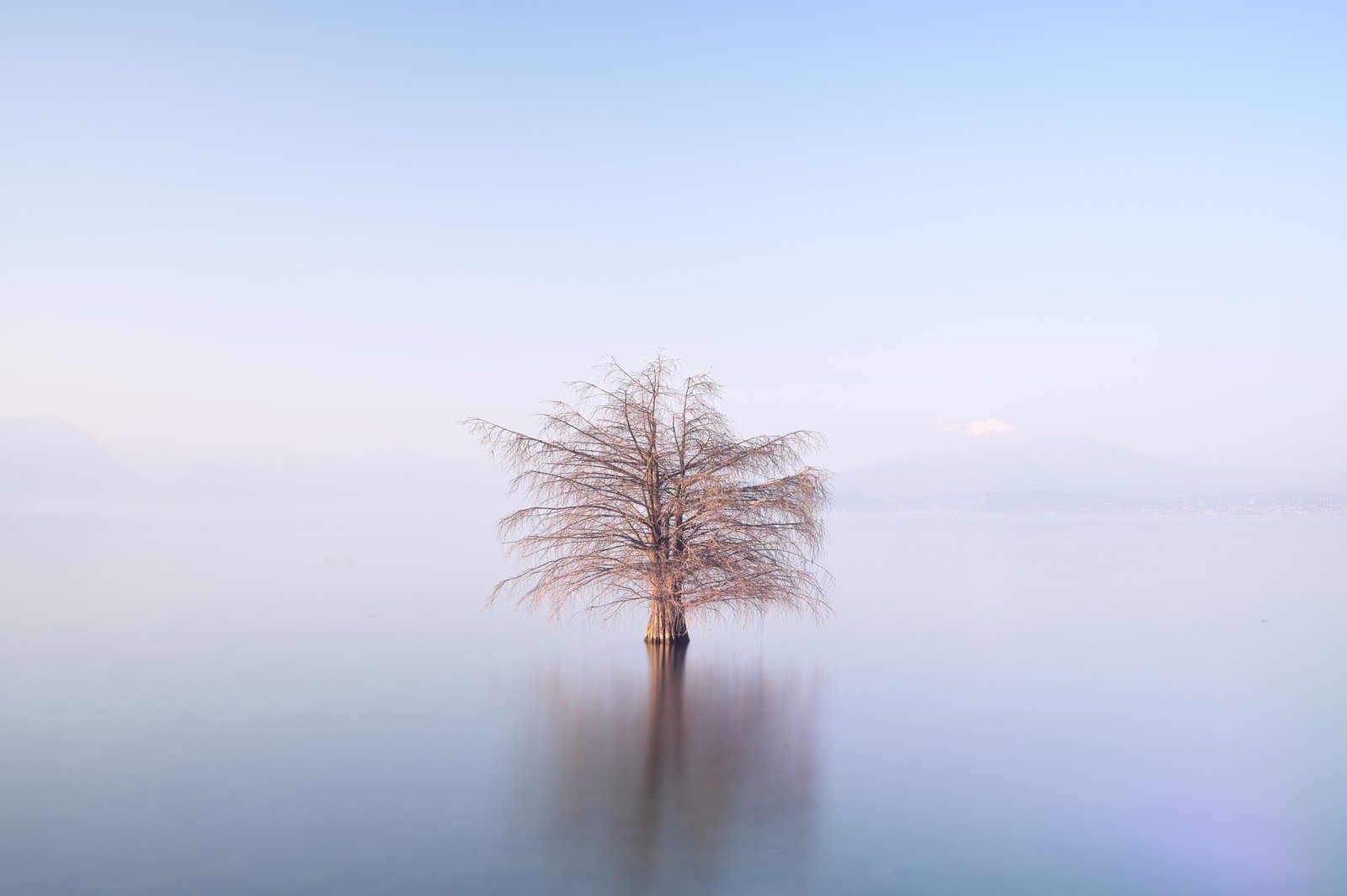A single bare tree stands in a broad body of still water.