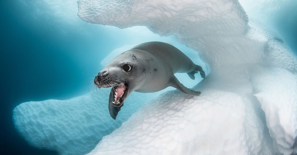 Winners of the 2019 Ocean Art Underwater Photo Contest - The Atlantic