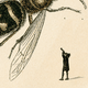 An illustration of a tiny man looking through a handheld telescope at a giant bee