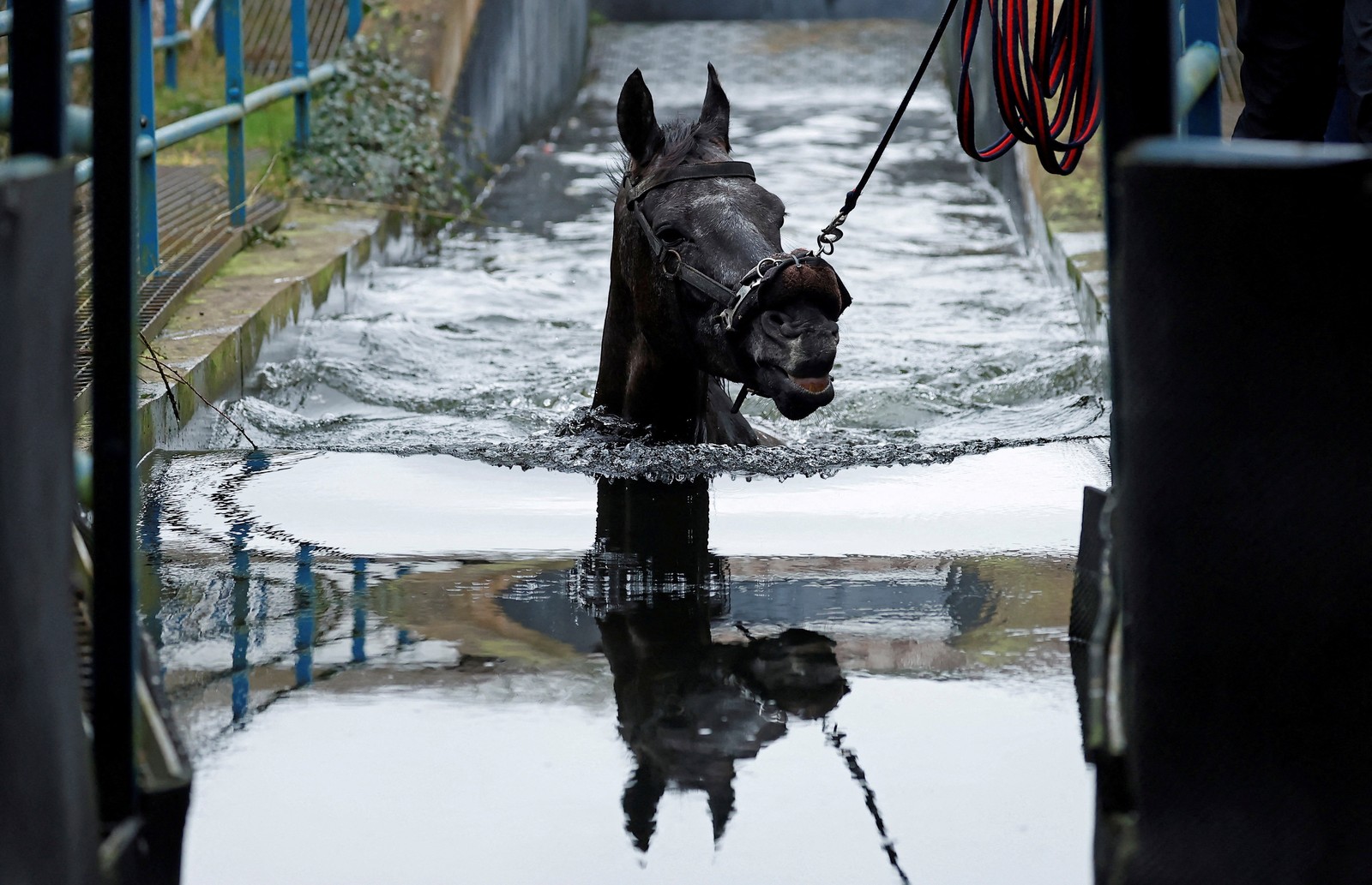A horse is led for a swim in an outdoor pool, submerged neck-deep in a narrow channel.