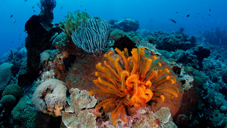 A bright orange corla and a bright blue one stand out on the foreground of a picture of a blue-green reef