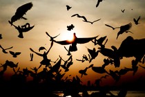 Picture showing many birds flying as the sun sets behind a body of water