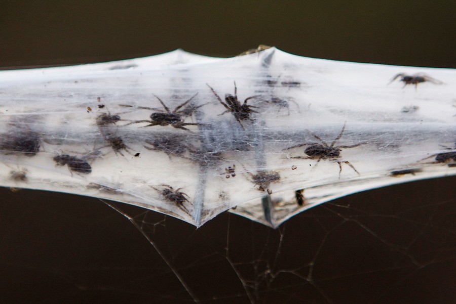 Apocalyptic spider webs carpet Australia after floods