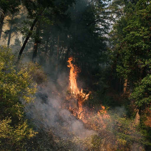 The Deep Connection Between Life and Fire - The Atlantic