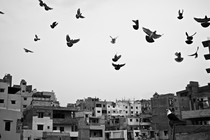 A photo of birds flying over a city