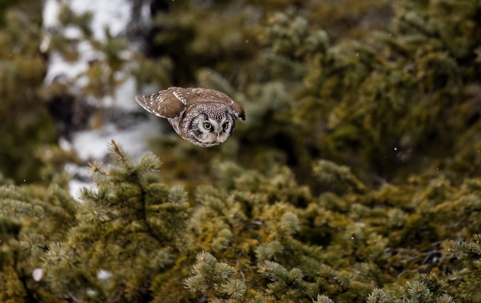 An owl tucks its wings as it soars past evergreen trees.