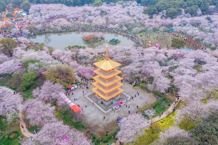 A view of a park filled with blossoming trees and a tall central pagoda.