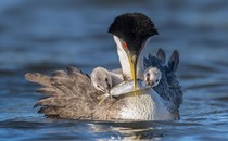 A western grebe stares into the camera as two chicks ride on its back, all three biting a small silver fish.
