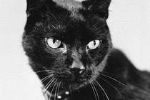 A black-and-white photograph of an elegant cat looking sharply to its left