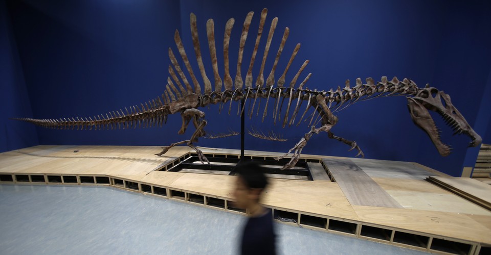 spinosaurus family