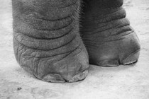 Close-up black-and-white photo of an elephant's feet