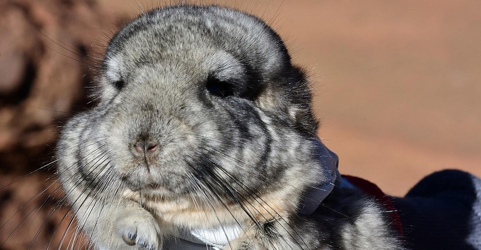 The 400,000 Rescue Mission to Save 25 Chinchillas The Atlantic