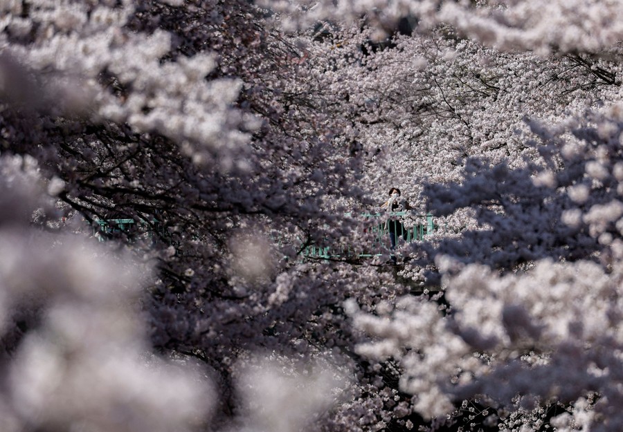 A person stands on a bridge in the distance among many flowering tree branches.