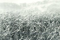 A black and white photograph of thick, tall, grasses in a field