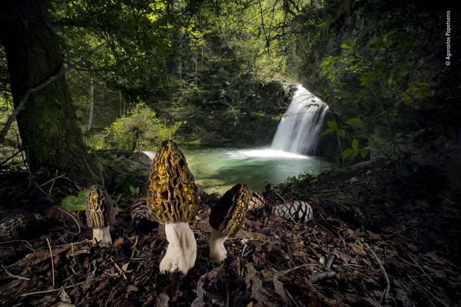 A lush forest scene, featuring a waterfall and several mushrooms in the foreground