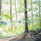Illustration of a sunny forest