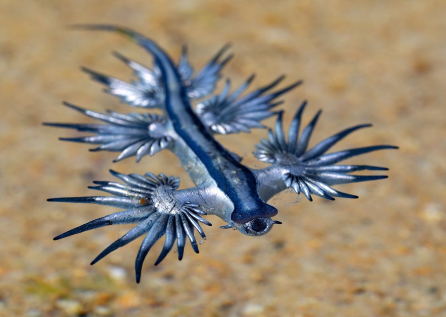 A small sea creature with many-lobed fins swims above a sandy sea floor.