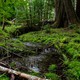 A river flowing through a marshy forest