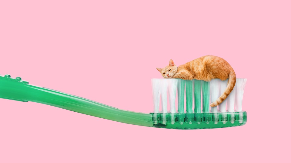 an orange cat atop a green toothbrush on a pink background