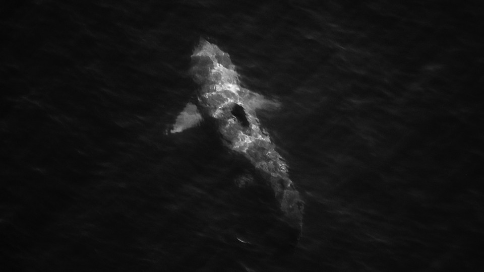 A shark swimming, as viewed from above