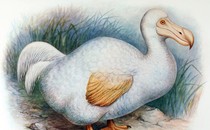 The Smart Agile And Completely Underrated Dodo Bird The Atlantic