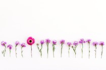 A line of pink flowers