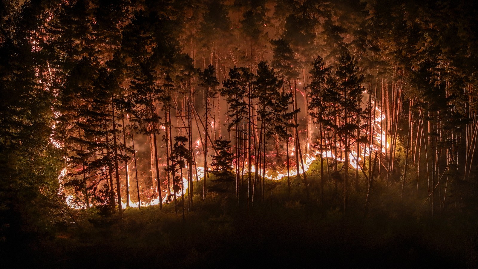 An aerial photo shows a forest fire burning at night.
