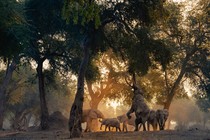 An elephant in a herd reaches for a tree branch.