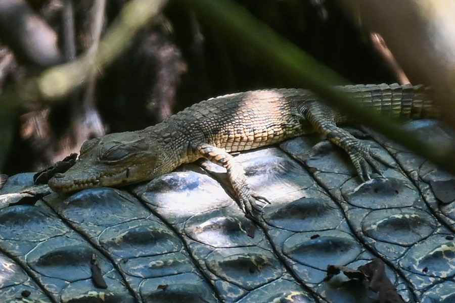 An infant crocodile sleeps on its mother's back.