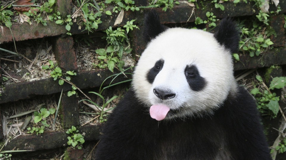 A panda sticking its tongue out