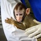A monkey in a research lab