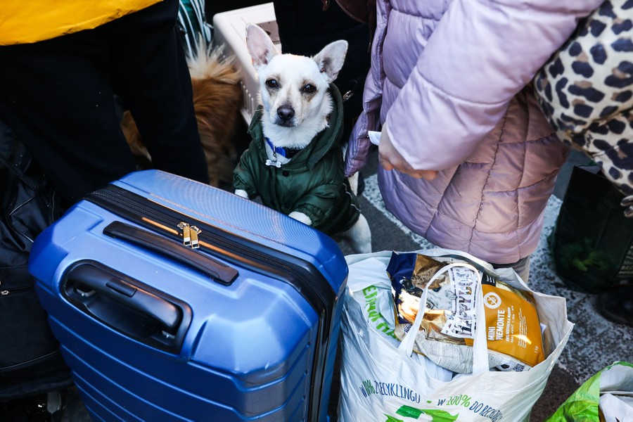 A small dog wearing a jacket stands among people, leaning on a suitcase.
