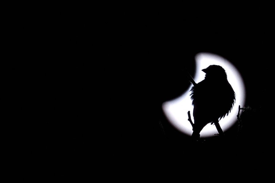 A bird, silhouetted in front of a partly-eclipsed sun