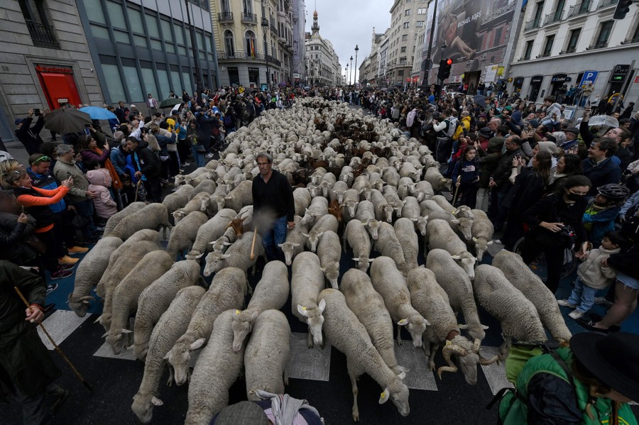A large flock of sheep is herded through the city center of Madrid, as onlookers watch from sidewalks.