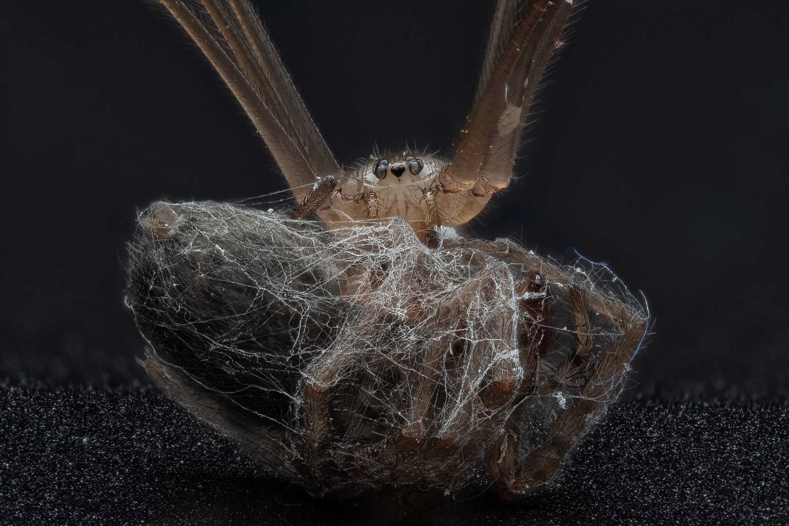 A close view of a spider with a captured insect, wrapped in spider silk, in front of it