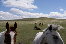 Horses in an open field