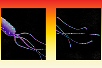 the bacteria h pylori in purple adorned with blue dots swims across two black squares inset into a background that fades from red to yellow