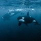 Killer whales underwater