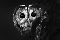 A black-and-white close-up photo of an owl's face