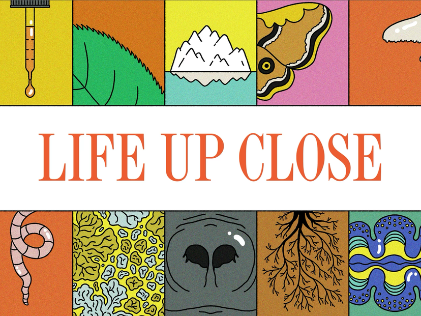 Life Up Close - The Atlantic