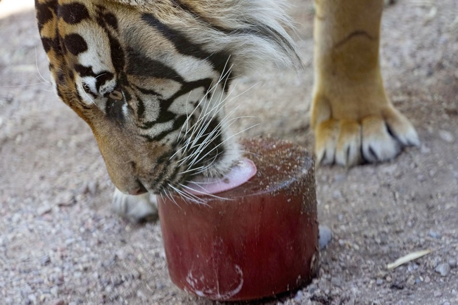 A tiger licks a 'bloodcicle'—a cylindrical block of frozen blood and water.