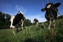 Holstein dairy cows grazing 