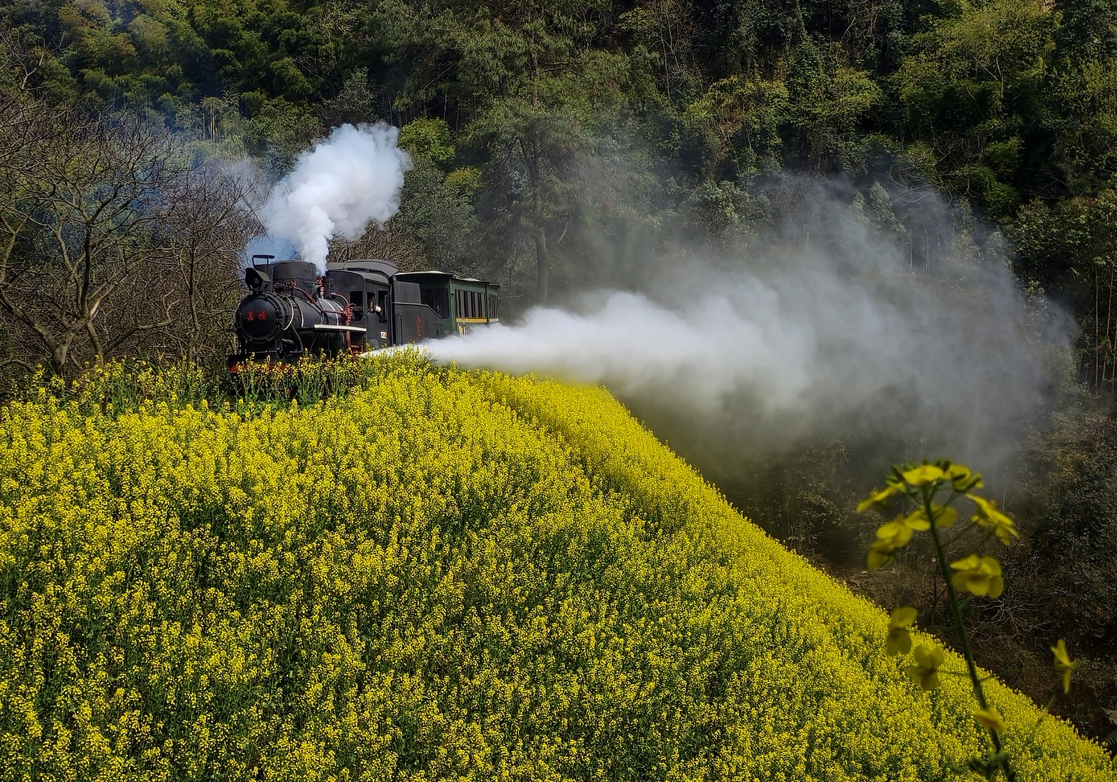 A steam train runs past a field of blooming flowers.