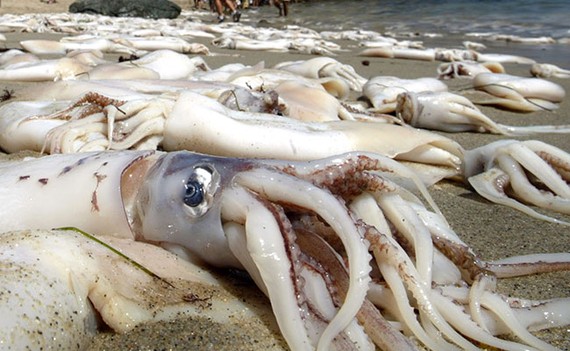 The Secrets of the Jumbo Squid - The Atlantic