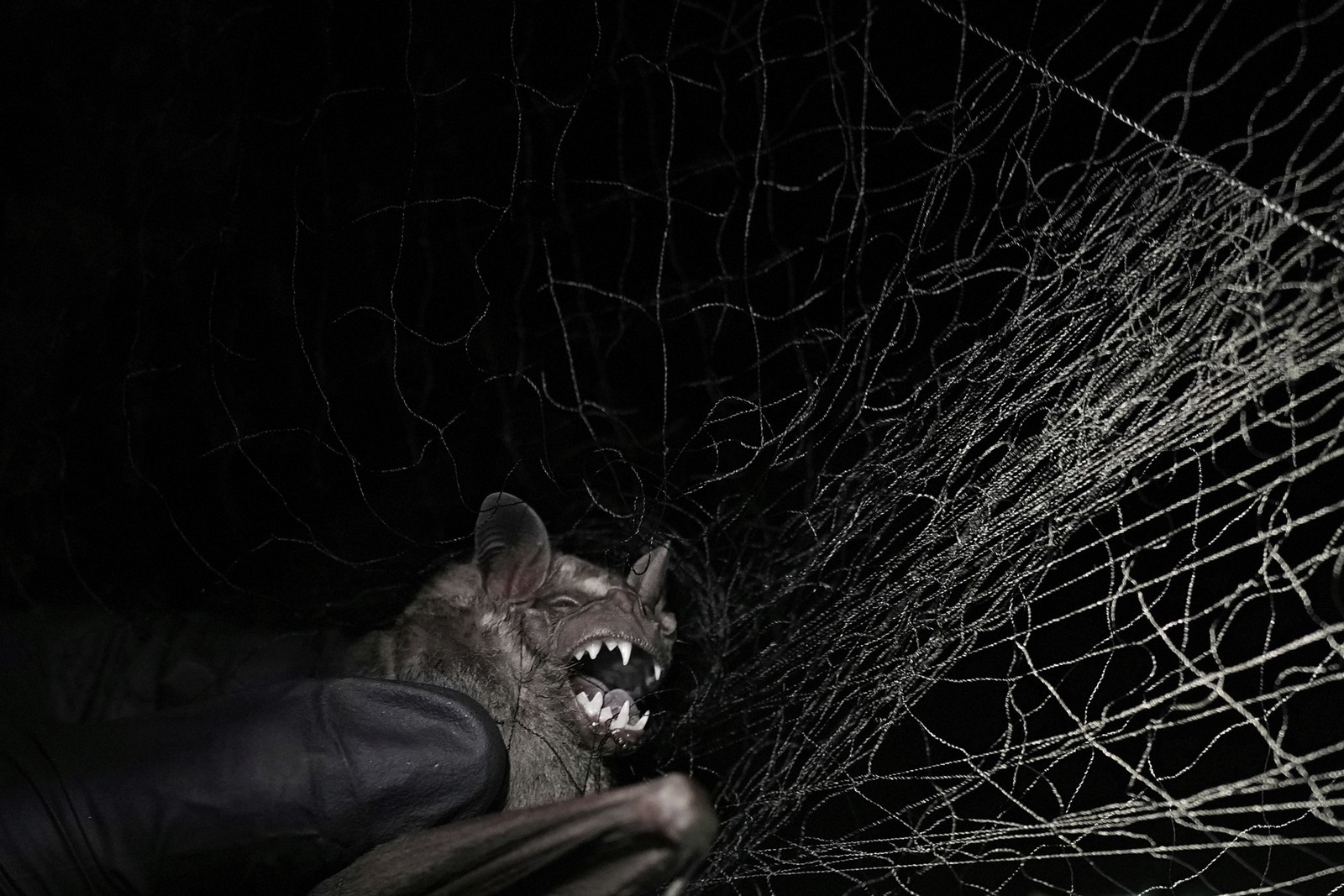 An angry bat, caught in a net