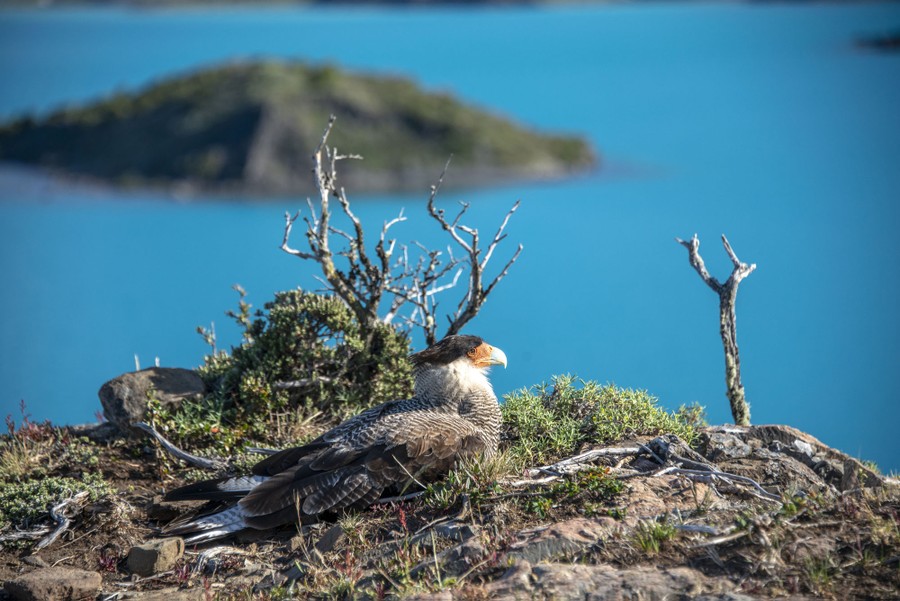 A type of crested falcon rests on a rocky outcrop, with bright-blue water in the background.