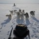 An Inuit hunter pulled on a dog sled as he looks for seals